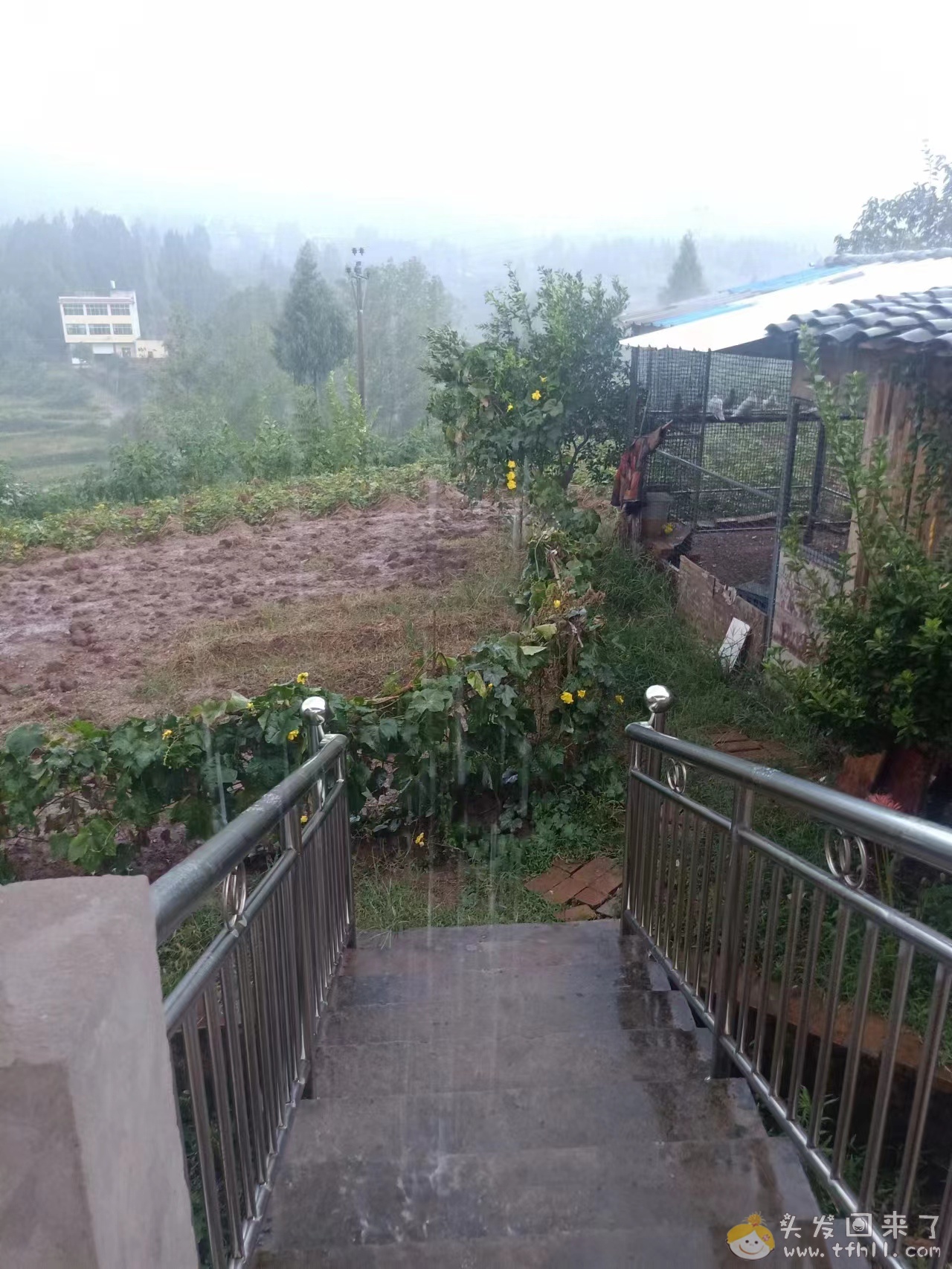 今天早上下了一场大雨，降温了，这之后应该有一些秋意了吧图片 No.1